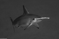 Sphyma lewini (Scalloped Hammerhead Shark)
