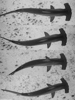 Sphyma lewini (Scalloped Hammerhead Shark)