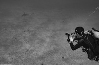 Sphyma lewini (Scalloped Hammerhead Shark)