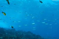 Decapterus macarellus (Mackerel Scad)