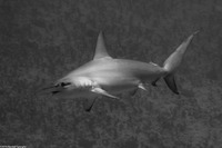 Sphyma lewini (Scalloped Hammerhead Shark)