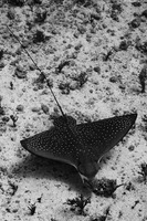 Aetobatus ocellatus (Ocellated Eagle Ray)