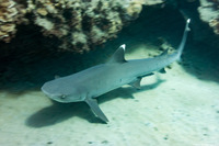 Triaenodon obesus (Whitetip Reef Shark)