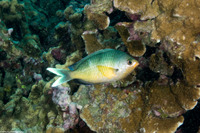 Chromis ovalis (Oval Chromis)