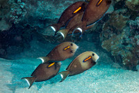 Acanthurus olivaceus (Orangeband Surgeonfish)