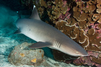 Triaenodon obesus (Whitetip Reef Shark)