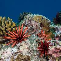 Heterocentrotus mamillatus (Red Pencil Urchin)
