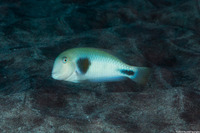 Iniistius celebicus (Bronzespot Razor Wrasse)