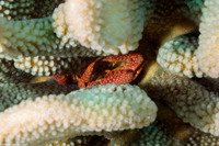 Trapezia flavopunctata (Yellow-Spotted Guard Crab)