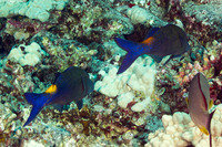 Parupeneus cyclostomus (Goldsaddle Goatfish)