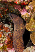 Gymnothorax flavimarginatus (Yellowmargin Moray)
