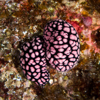 Phyllidiella pustulosa (Pustulose Phyllidia)