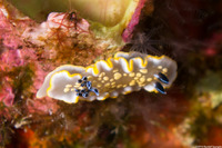 Ardeadoris tomsmithi (Tom Smith's Nudibranch)