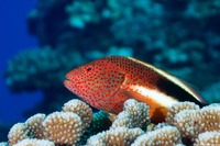 Paracirrhites forsteri (Freckled Hawkfish)