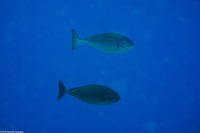Naso caesius (Gray Unicornfish)