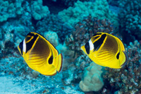 Chaetodon lunula (Raccoon Butterflyfish)