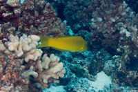 Cheilio inermis (Cigar Wrasse)