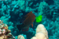 Macropharyngodon geoffroy (Shortnose Wrasse)