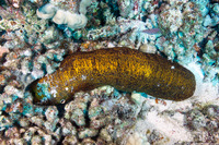 Bohadschia paradoxa (Paradoxical Sea Cucumber)