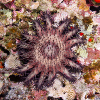 Acanthaster solaris (Crown-of-Thorns Star)