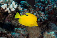 Zebrasoma flavescens (Yellow Tang)