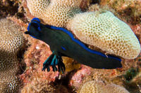 Tambja morosa (Gloomy Nudibranch)
