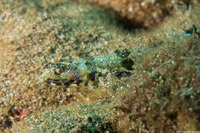 Synodus binotatus (Twospot Lizardfish)