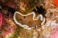 Glossodoris rufomarginata (White-Margin Nudibranch)