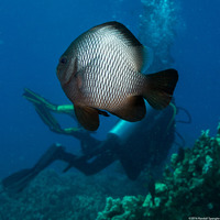 Dascyllus albisella (Hawaiian Dascyllus)