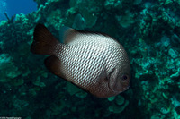 Dascyllus albisella (Hawaiian Dascyllus)
