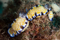 Hypselodoris imperialis (Imperial Nudibranch)
