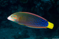 Coris gaimard (Yellowtail Coris)