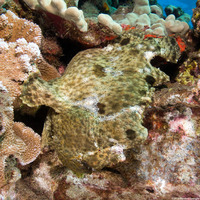 Antennarius commerson (Commerson's Frogfish)