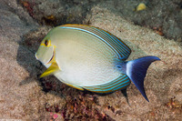 Acanthurus xanthopterus (Yellowfin Surgeonfish)
