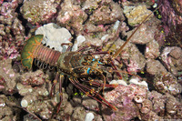 Panulirus penicillatus (Pronghorn Spiny Lobster)