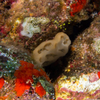 Aplidium crateriferum (Cratered Aplidium)