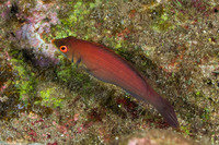 Pseudocheilinus evanidus (Disappearing Wrasse)