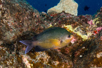 Chromis ovalis (Oval Chromis)