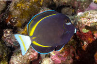 Acanthurus nigricans (Whitecheek Surgeonfish)