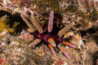 Prionocidaris thomasi (Thomas's Urchin)