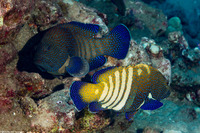 Cephalopholis argus (Peacock Grouper)