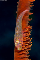 Bryaninops yongei (Wire Coral Goby)