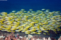 Lutjanus kasmira (Bluestripe Snapper)