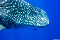 Rhincodon typus (Whale Shark)
