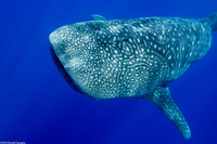 Rhincodon typus (Whale Shark)