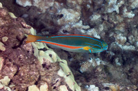 Stethojulis balteata (Belted Wrasse)
