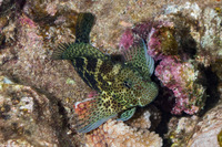Exallias brevis (Spotted Coral Blenny)