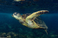 Chelonia mydas (Green Sea Turtle)