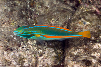 Stethojulis balteata (Belted Wrasse)