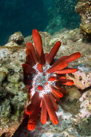 Heterocentrotus mamillatus (Red Pencil Urchin)